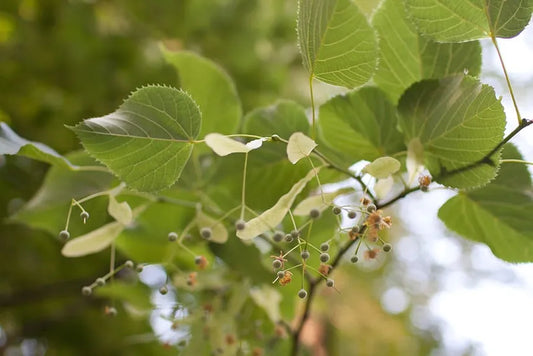 Raw Linden Honey Explained: Benefits, Uses, and Why It’s Special